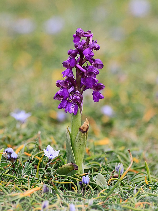 Early Purple Orchid