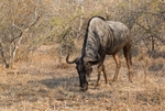 On Safari portfolio