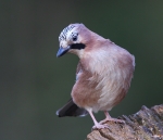 Jay