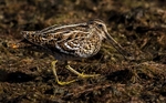 Great Snipe