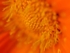 Gazania Crown