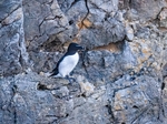 Razorbill