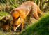 fox vulpes vulpes-012