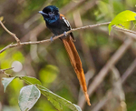 African Paradise Flycatcher