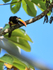 Fiery-billed Aracari, Osa Peninsula, Costa Rica