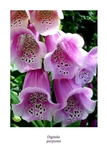 Digitalis purpurea