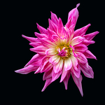 Dahlia