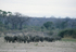 Herd of elephants in a sand river