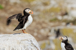 Atlantic Puffins eyeing each other, Farne Islands
