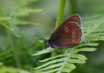 Ringlet