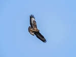 Common Buzzard