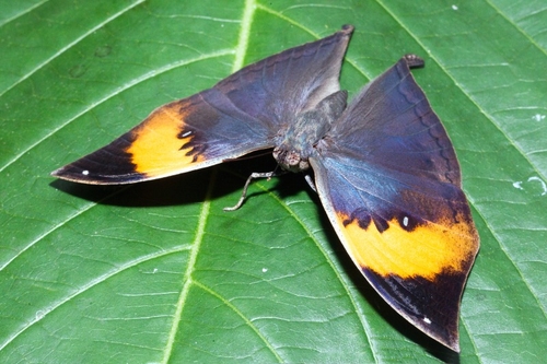 The Orange Oakleaf or Dead Leaf (Kallima inachus) is a nymphalid butterfly found in tropical Asia from India to Japan…