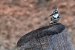 Pied Kingfisher