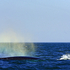 Whale Blow Humpback Whale Megaptera novaeangliae