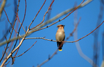 Waxwing