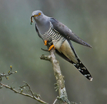 Male Cuckoo.