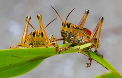 AnimalsCreatures _0095