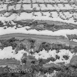 Rice Fields in Winter portfolio