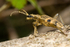 On the Move (Rhagium mordax)