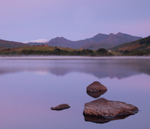 Purple Snowdon