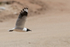 Andean Gull flying, wings up, El Tatio Geyser Field, Chile