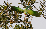 Rose-ringed Parakeet