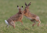 Brown Hare