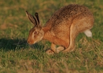 Brown Hare