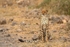_84Y1444 Amboseli