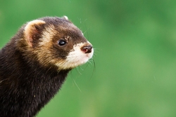 Polecat