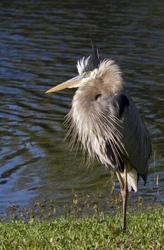 Great Blue Heron _0022