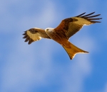 No.0074. Red Kite.