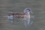 Mandarin