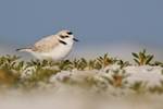 Snowy Plover portfolio