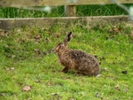 Brown Hare