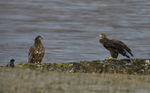 White tailed eagles, Loch na Keal, Isle of Mull, Scotland