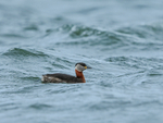 Red-necked Grebe portfolio