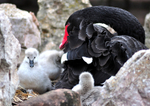 DW43 - Mother and Cygnets
