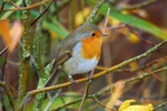 Robin