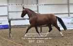 BPP_2361