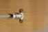 Northern Pintail (male), Bosque del Apache, New Mexico