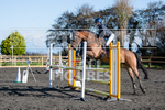 Senior Showjumping_10-11-2019-25