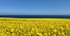 Blue Blue Yellow.
