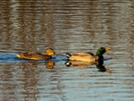 Mallards