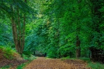 Early Autumn Walk