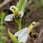 Bee Orchid (Ophrys apifera) 