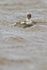 Silvery Grebe in choppy water, Sea Lion Island, Falklands