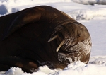 Walrus 6473