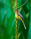 Northern Black-throated Trogon portfolio