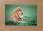 028 Lion King